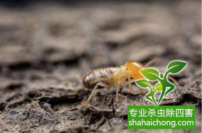 深圳白蚁防治;现在灭白蚁最好时机