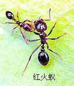 东莞大岭山_东莞大岭山供货商_供应东莞大岭山白蚁防治,常平白蚁防治,东莞寮步白蚁防治,企石灭白蚁_东莞大岭山价格_东莞市龙科白蚁害虫防治