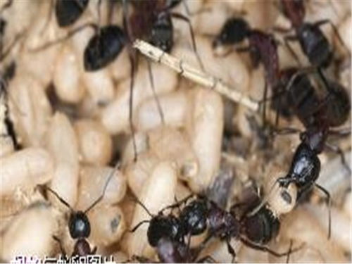北京市密云区檀营白蚁防治哪里好 灭老鼠的妙招