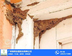 番禺区灭白蚁公司 绿裕虫害防治 酒店灭白蚁公司