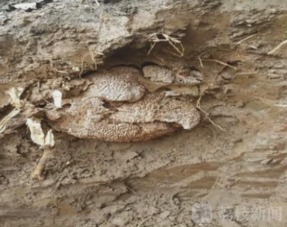 白蚁防治掘地三尺 生擒25岁巨大蚁后