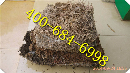 观兰灭白蚁公司,观兰白蚁防治(白蚁防治最优推荐)