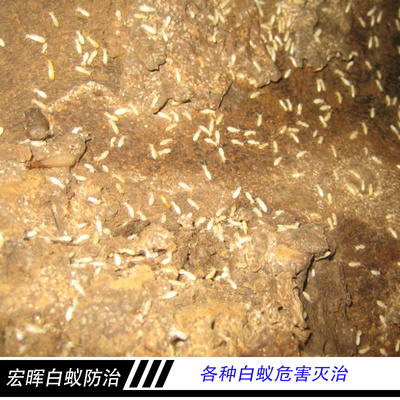 广州市宏晖白蚁防治各种白蚁危害灭治 药物处理白蚁防治 害虫诱杀_一呼百应网