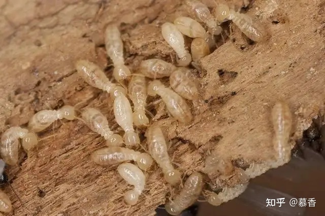 找白蚁防治所治白蚁要收费吗?