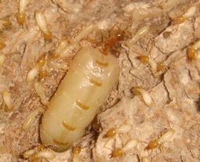 供应佛山南海盐步白蚁防治公司佛山南海盐步杀灭白蚁公司佛山南海盐步防治白蚁