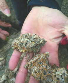 三苏祠现人蚁大战3回合酣畅淋漓 7厘米蚁后活捉世间罕见