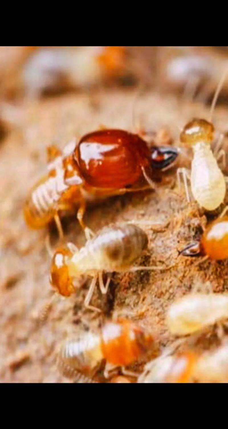 白蚁.白蚁是除人类外,建制最为完全的生物,虫子很小,它的集团