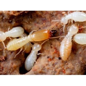 无锡白蚁防治中心,定点白蚁防治机构。