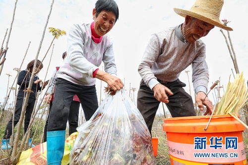舒城椿至转水湾 采摘正当时，警惕白蚁危害