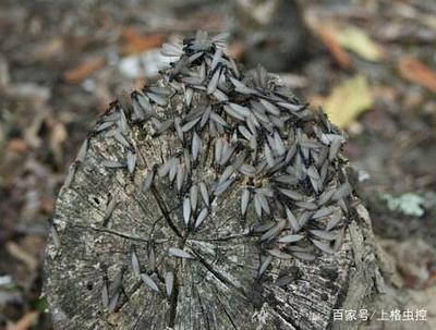 白蚁的识别、天敌及防治方法