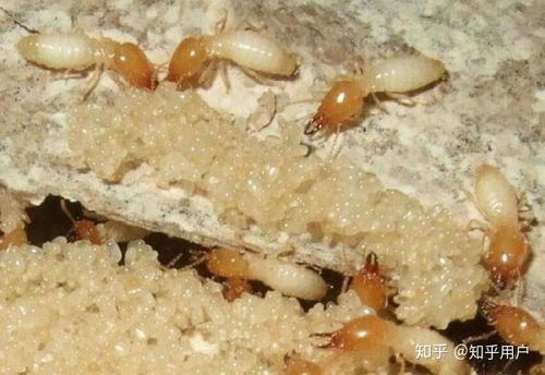 彻底消灭白蚁的科学方法与预防措施