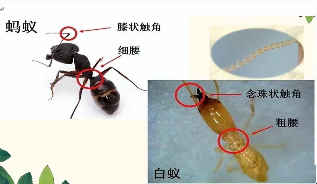 白蚁的分类归属 从蜚蠊目说起