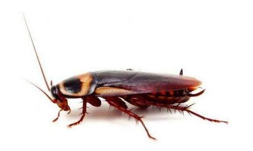 汉口北正规白蚁防治 探索创新服务与应对白蚁危害