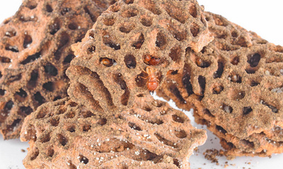 天然粘土石膏的制备 基于白蚁巢穴的无技术自然方法