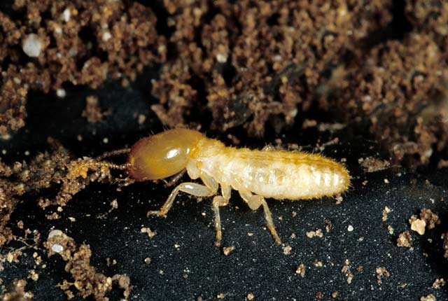 宠物新宠 台湾乳白蚁新王后一对的饲养与观察