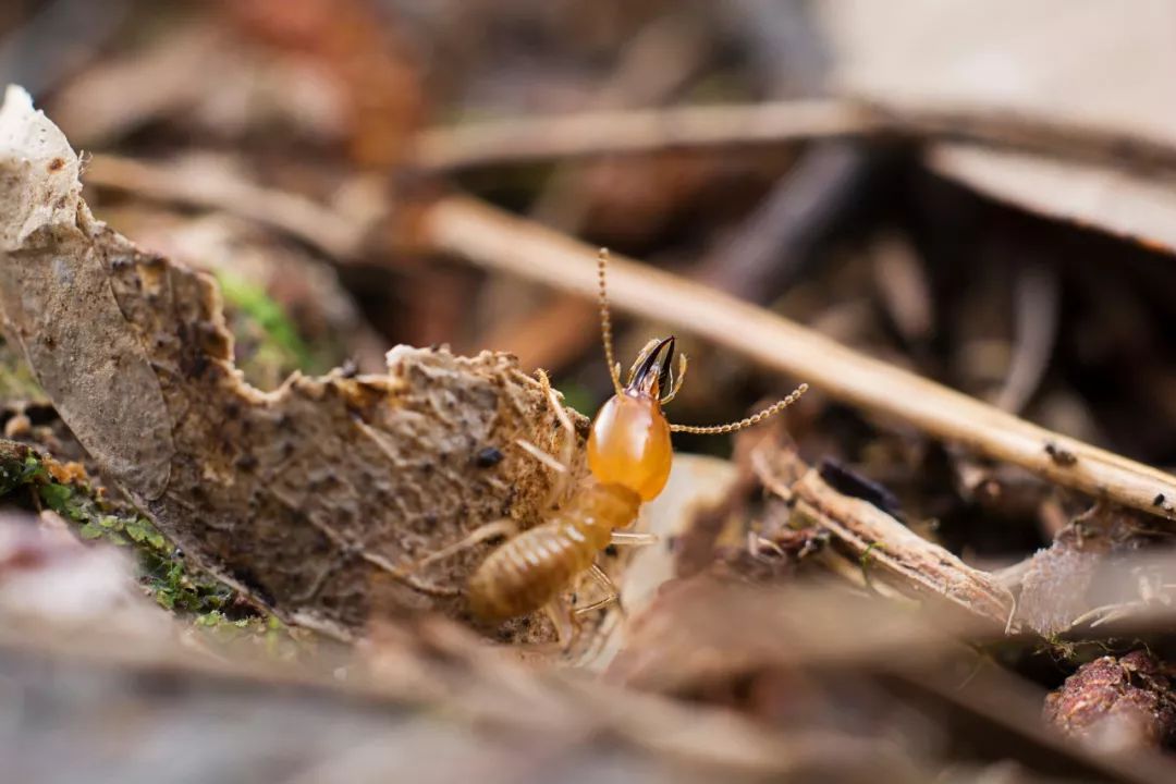 高楼惊现白蚁，梅雨高峰将至，防治刻不容缓
