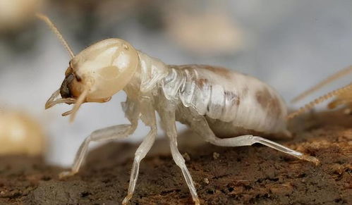 上海一夜之间出现大量白蚁聚集,为何突然出现 竟是为了相亲 白蚁