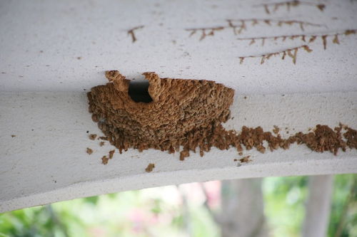 白蚁防治需警惕 杀虫剂气味对健康的潜在影响