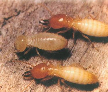 深圳白蚁防治站服务与费用详解 家庭如何彻底消灭白蚁