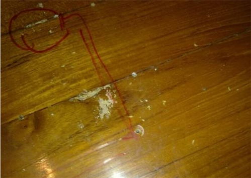 装修地板选择全攻略 效果图赏析、高牌地板官网优势及白蚁防治指南