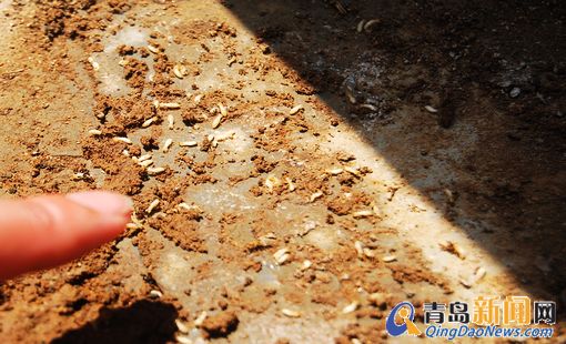 青岛迎白蚁泛滥季节 居民衣柜遭蛀蚀
