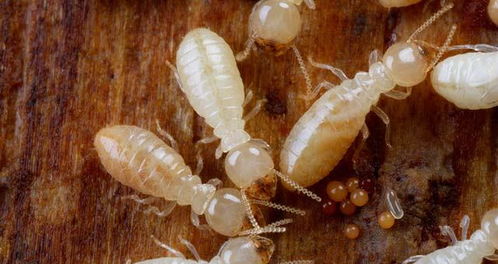 白蚁与蟑螂的秘密亲情 演化史上的惊人联系