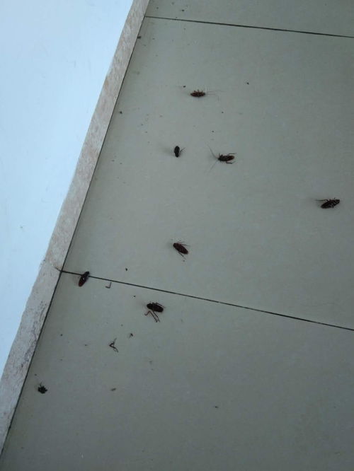 谢岗超市除四害及白蚁防治服务推荐指南