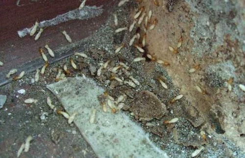 白蚁灭治报价与厂家选择的实用指南