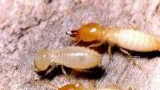 东莞专业白蚁防治服务 全方位守护工厂与别墅，二手设备转让信息尽在世界工厂网