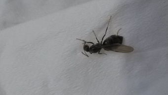 白蚁 生态角色、危害与防治